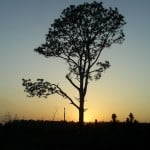 Landmark Longleaf Pine on Longville Gravel Pit Road