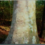 Beech tree in Crooked Bayou Swamp: "CI and MP"