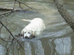 Ivory retrieving a wood duck out of a slough on Bundick Creek