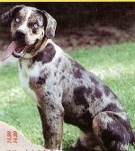 The state dog of Louisiana,  a Catahoula Cur. They make great hog and cattle dogs.