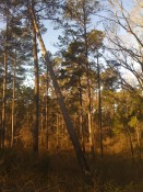 Leaning Tree for AGP