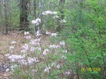 honeysuckle