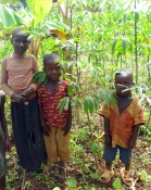 Cassava and bean crop
