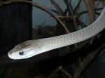 black mamba from Wiki