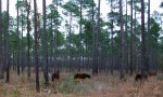 kisatchie wild horses cropped