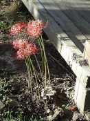 spider lillies