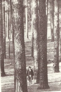 19th Century Longleaf Pines