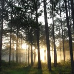 My favorite longleaf pine photo. These stand of mature pines is east of our former house in Dry Creek. 