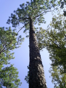 Big pine at Dry Creek Camp.