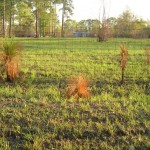 Longleaf pines after fire near Dry Creek Baptist Church