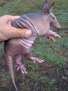 armadillo diller