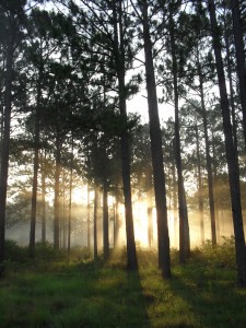 Longleaf pines east of our home; Dry Creek, Louisiana