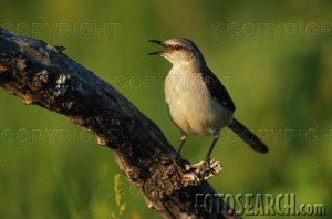 MOCKINGBIRD