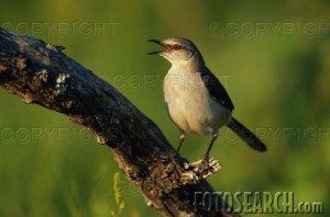 Northern Mockingbird