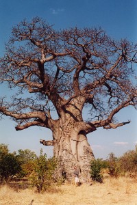 The baobob tree is an iconic symbol of East Africa. It looks as if it was uprooted and replanted upside down.