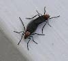 Lovebugsimages