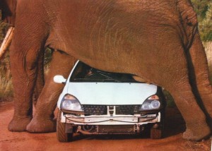 Elephant on Car