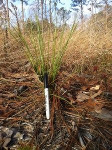 Year old longleaf pines on my land in Dry Creek. They're awaiting their first burn (Feb 2013)