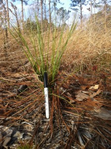 Year old longleaf pines on my land in Dry Creek.  They're awaiting their first burn (Feb 2013)