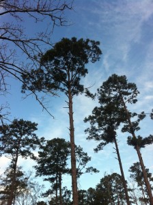 Towering Loblolly Pines between my parent's home and The Old House. Dry Creek, LA