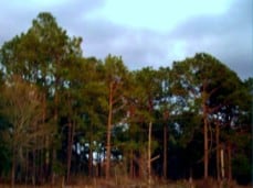 50 year old Longleaf Pine stand. Homer Bradford land. Dry Creek, LA