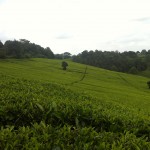 The vast tea fields of the Kenyan Highlands are simply beautiful.  We currently live at about 7800 feet.