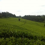 In addition to learning the new language of Swahili, I'd drank many cups of chai, the sweetened tea so popular in Kenya. We live in the Highlands where tea growing is a major part of the economy.