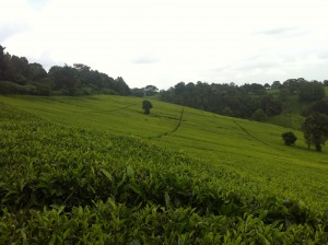 In addition to learning the new language of Swahili, I'd drank many cups of chai, the sweetened tea so popular in Kenya. We live in the Highlands where tea growing is a major part of the economy.
