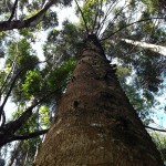 Huge Eucalyptus Tree near our home.