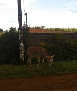 One of Limuru Town's Wild Donkeys
