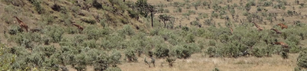 Giraffe herd grazing across Mt. Longonot, Kenya. How many can you see?