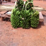 Stalks of fresh bananas