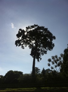 The Muna "Shade" Tree at Brackenhurst Conf. Center. Tigoni, Kenya. This is my favorite African tree.