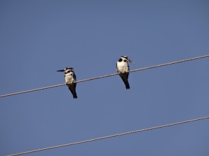 A type of Kingfisher