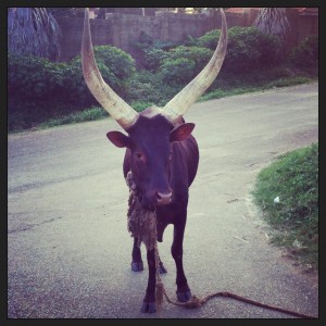 This is the Zebu breed of cattle. 