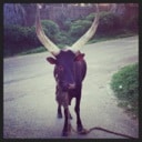 "Eat Mor Chick'n or I'll gore you." A Zebu cow Uganda.