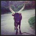 "Eat Mor Chick'n or I'll gore you."  A Zebu cow  Uganda.