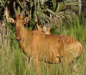 Jackson's Hartebeest Murchison Falls National Park, West Nile Uganda