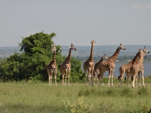 giraffeagematesNileDSC00752