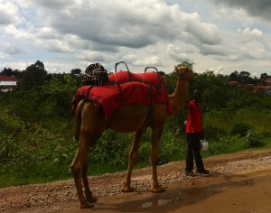We saw thousands of cows, goats, sheep, and donkeys. But only one camel and he was on the road just north of Kampala, Uganda.
