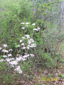 I'm glad to be in Africa but do miss the smell of spring honeysuckle.