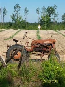 L.D.Spears melon field. South Dry Creek, LA