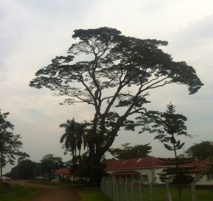 Africa is a place of beautiful trees.