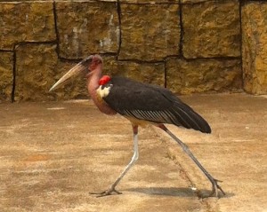 This is a Maribou Stork, a common bird in East Africa. I believe it's the ugliest bird I've ever seen. My son Clint claims that title belongs to the Muscovey Duck. What say you?