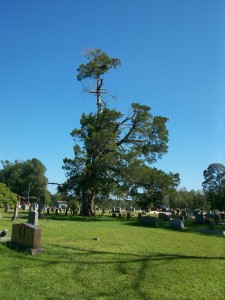 The legacy cedar tree in Dry Creek Cemetery. 