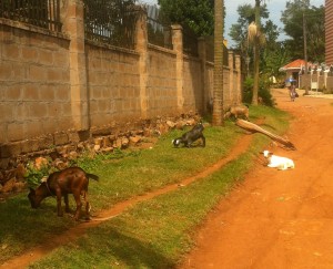 Goat Alley Entebbe, UG