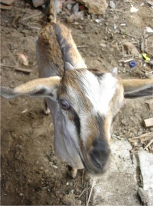 _thumbGarut Goat