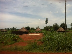 Grain drying in the sun