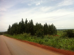 Pine plantation in northern Uganda. Made me homesick.