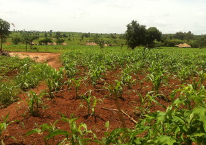 Colorful Africa:  Red dirt, green plants, and brown thatched roofs.